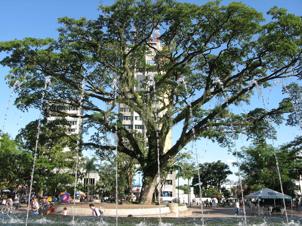 Ceiba